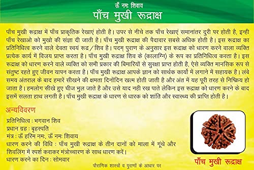 5 Mukhi Rudraksha