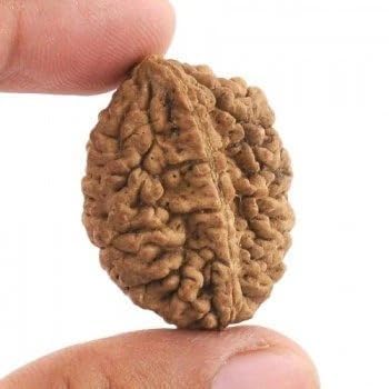 1 Mukhi Nepali Rudraksha